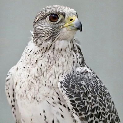 محمد العتيبي tweet media