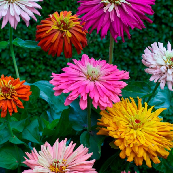 higgledygarden tweet picture