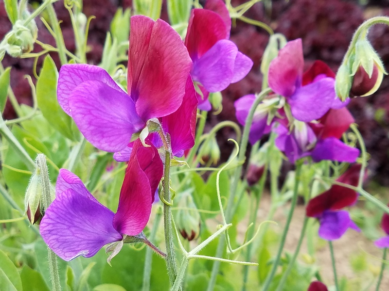 higgledygarden tweet picture
