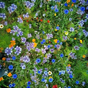 higgledygarden tweet picture