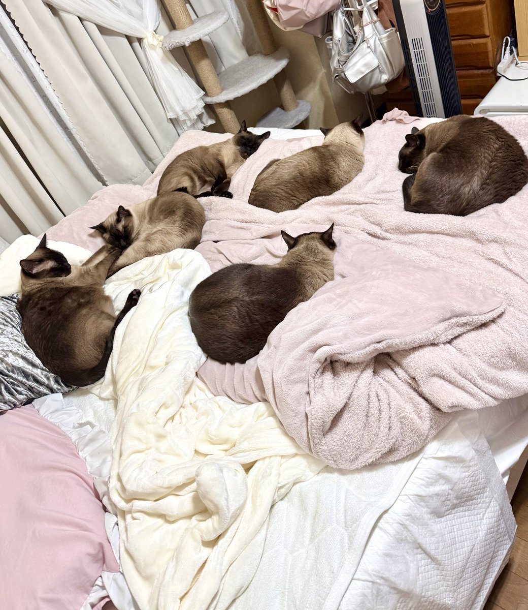 なんとかなれーｯ（私の寝場所）