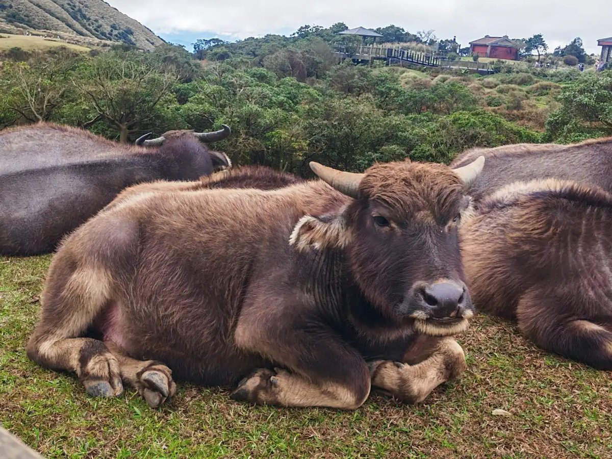 栞 _ 🌿 tweet media