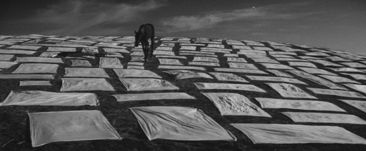 DVDBeaver tweet media