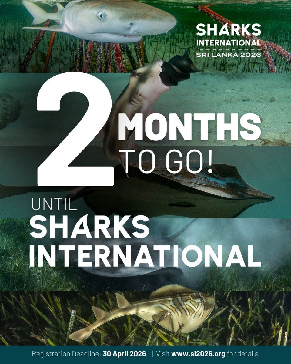 Sharks International 2026 tweet media