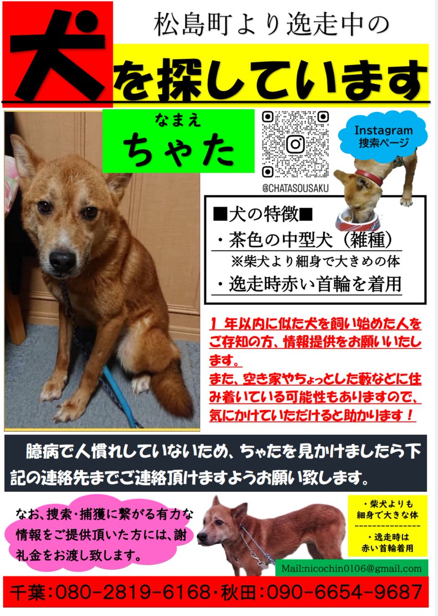 松島町迷子犬捜索 tweet media