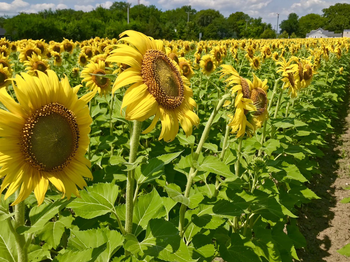 Live a Memory tweet media