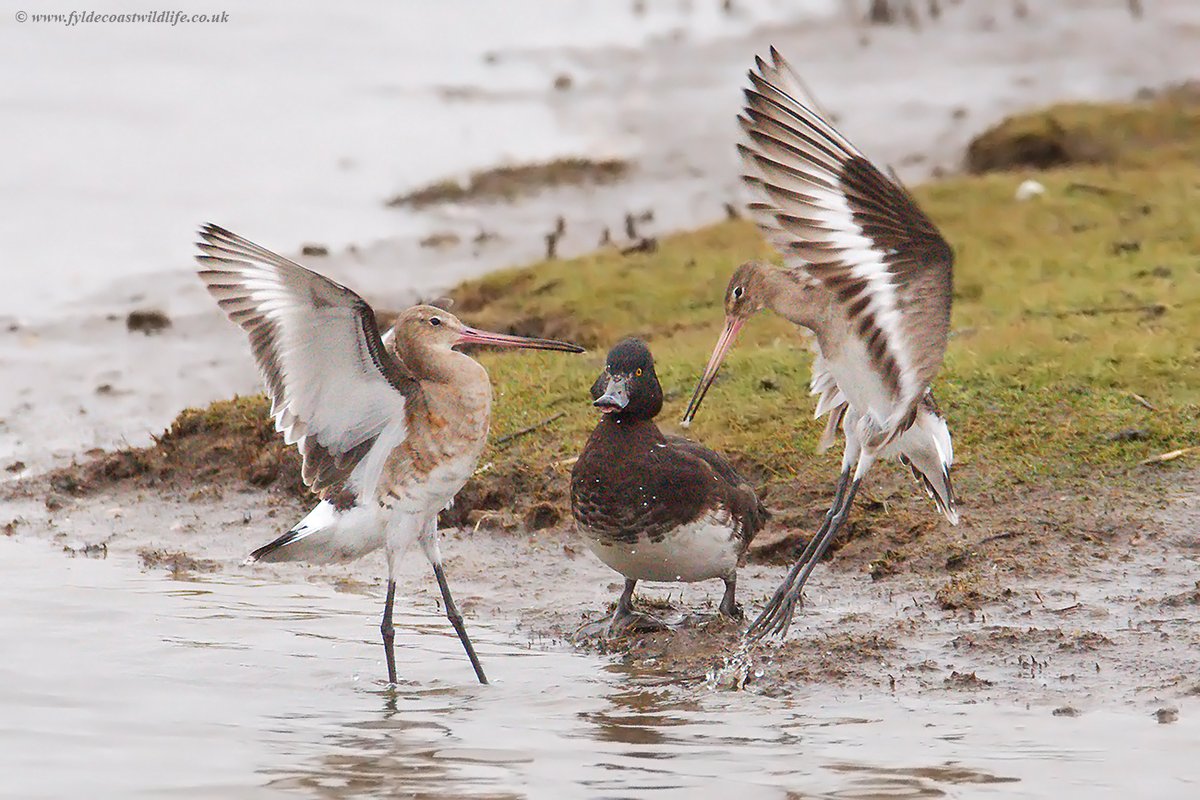 Squabbling Black-tailed Godwits (they're always squabbling) with a Tufted Duck referreing the bout to ensure a fair fight. Photographed at #RSPBMarshside today in the good company of <a href="/DaveyManMcG/">DaveyManMcG</a> <a href="/IanHadwin3/">Ian Hadwin</a> AK &amp; Paul.