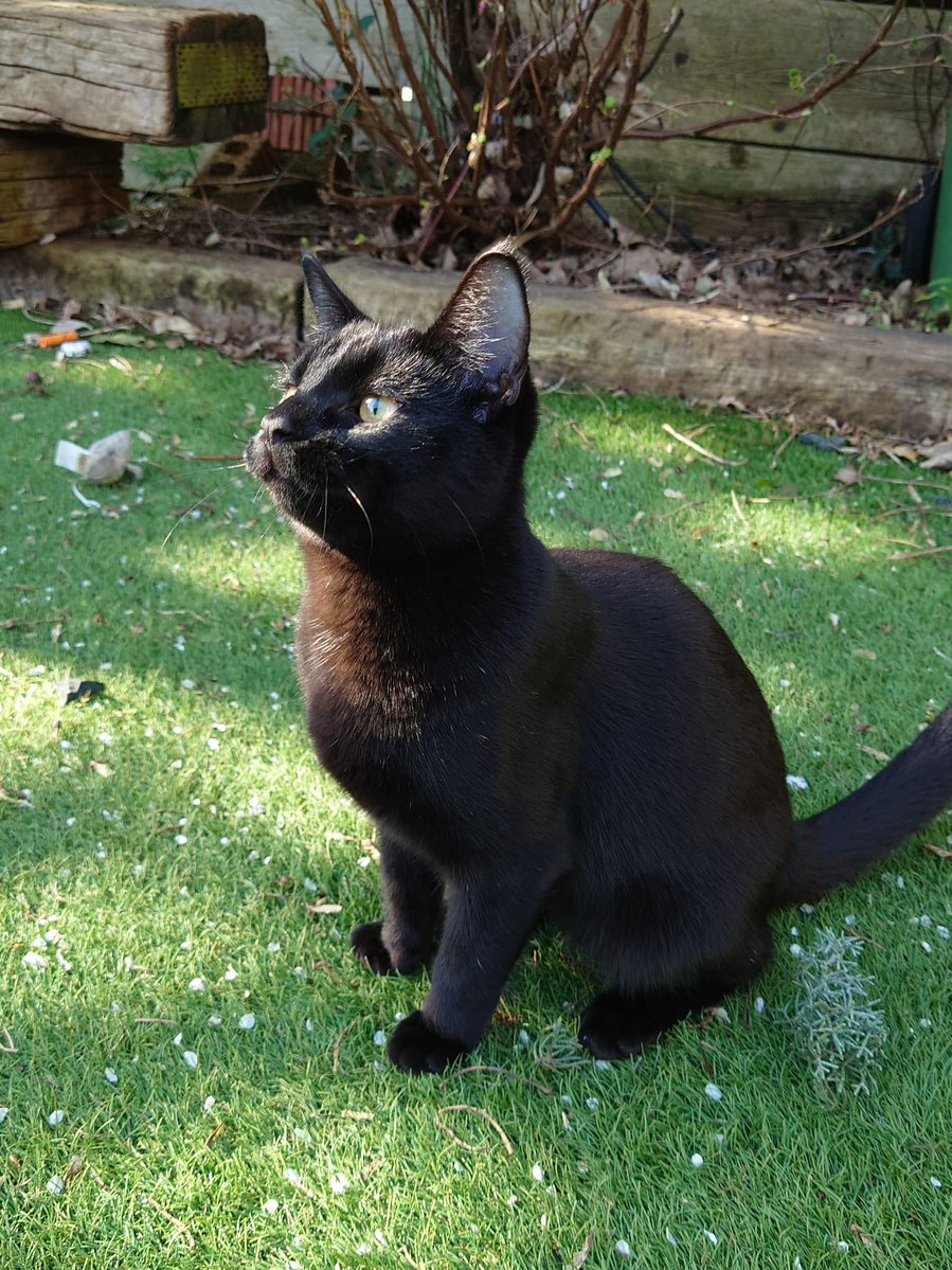 Simon's Cat 🐾 tweet media