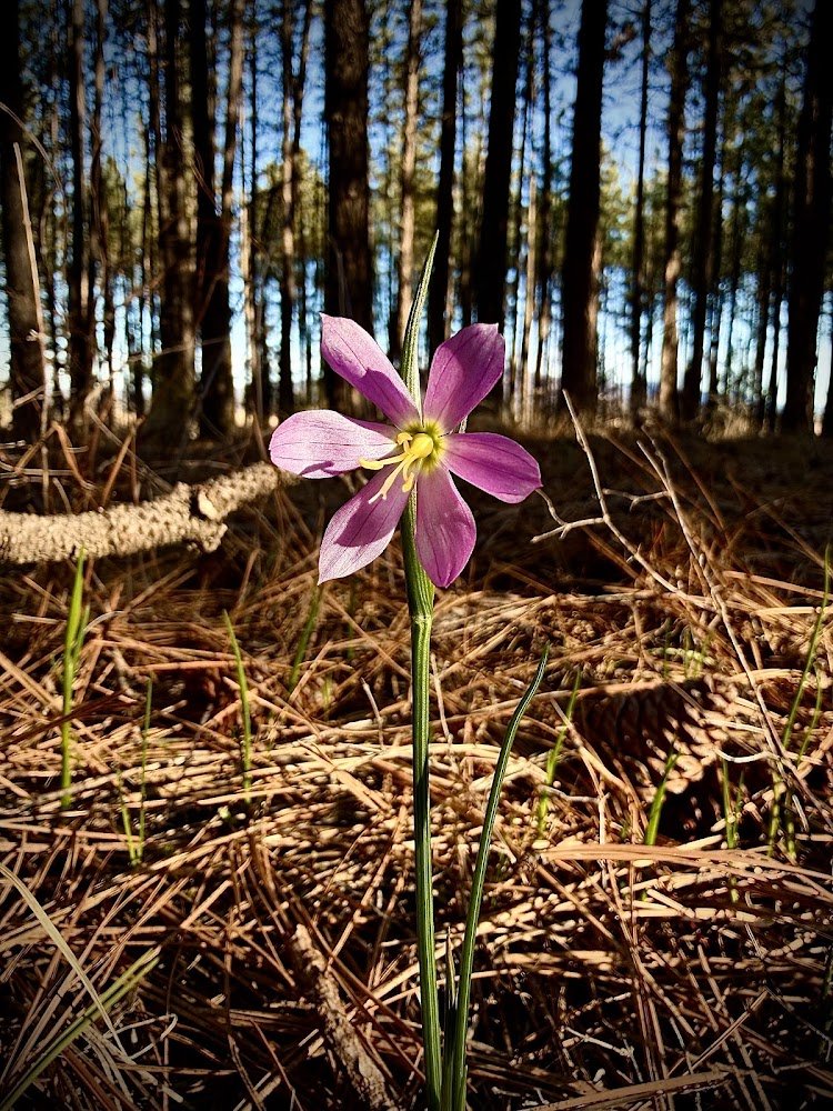 True freedom? Not being tied down by social media that just enriches the billionaire society. 

Knowing my websites are taking the number one slots for lots of terms on Bing search (coming for you, Google). Priceless.

Also, it's been spring for like a week or so already in PNW.