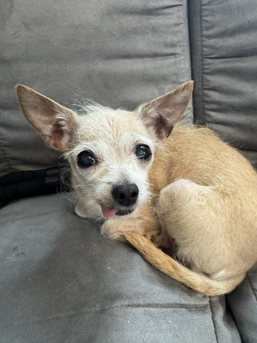 Happy Fridayyyyy🐶💖 #happy #friday