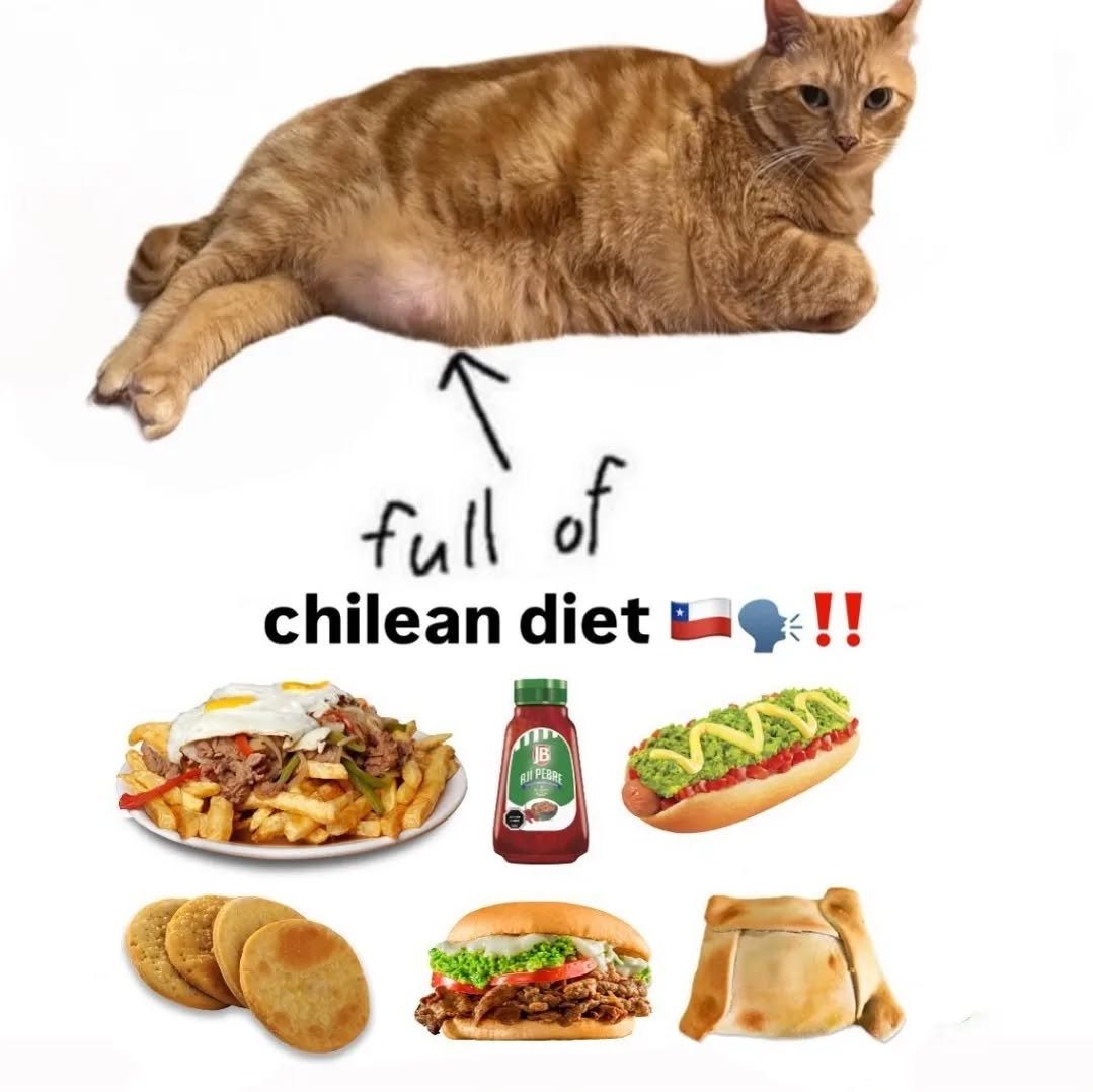 Punch Cat tweet media