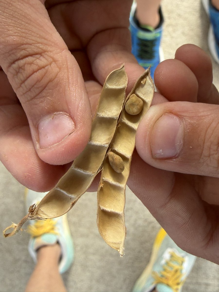 Ready to Grow Garden tweet media