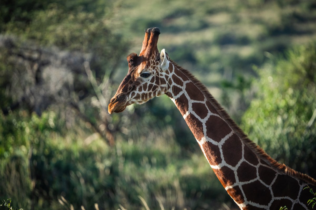 Loisaba Conservancy tweet media
