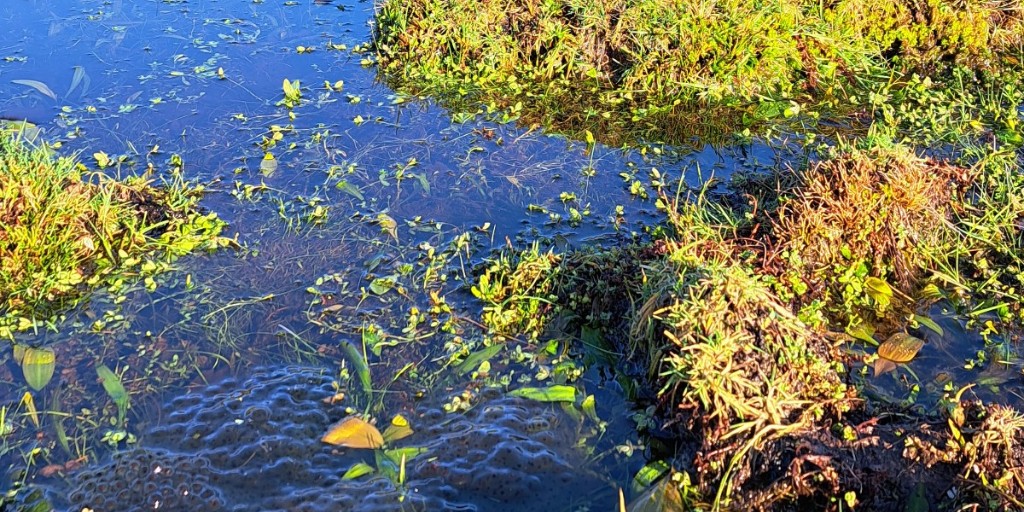 New Forest NPA tweet media