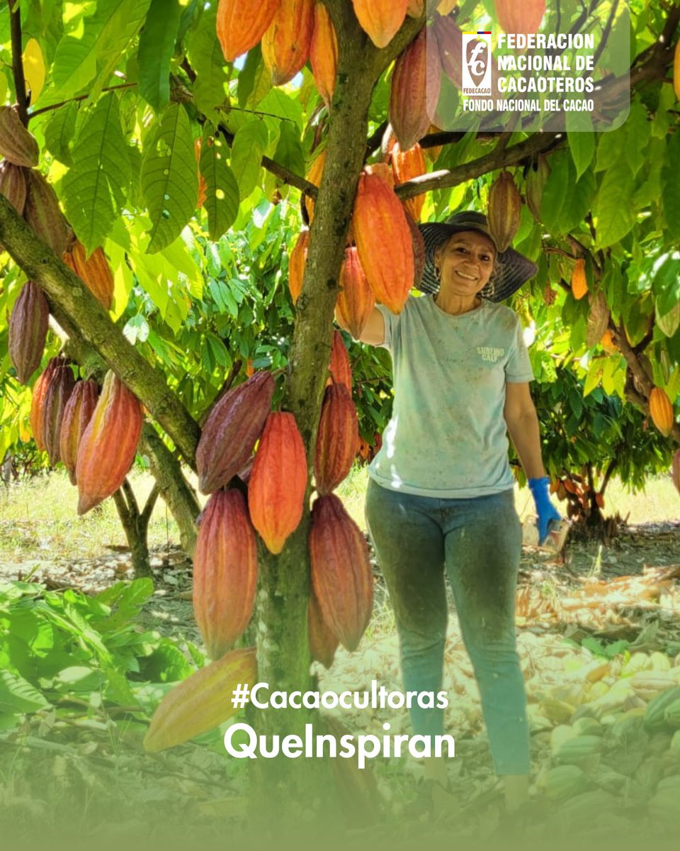 fedecacao's tweet photo. #CacaocultorasQueInspiran 👩‍🌾En Fuente de Oro, Meta, Sigrid Rocío Mora ha convertido su finca El Encanto en un ejemplo de perseverancia y amor por la tierra. Con dedicación y acompañamiento técnico del Fondo Nacional del Cacao le apuesta a la productividad y sostenibilidad. 🤗 https://t.co/CjGLx6dEGI