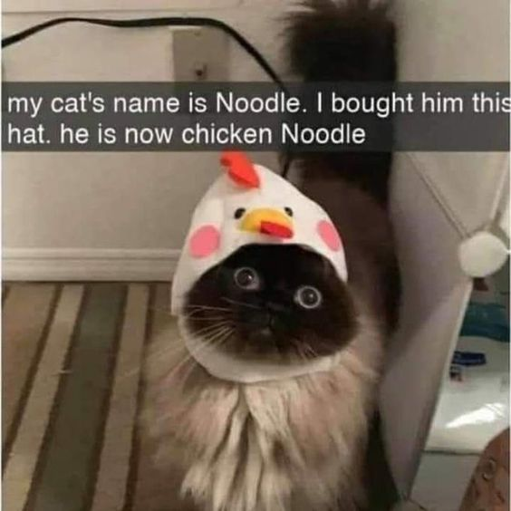 WholesomeMemes tweet media