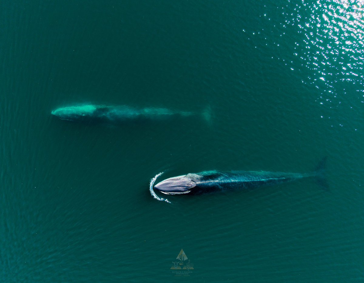GGerardox2's tweet photo. Más evidencia de avistamiento de ballenas gris y de aleta en el golfo de California. SONORA 🐋❤️ 
https://t.co/ywPxsBoVKR https://t.co/zrBD9pFWp2