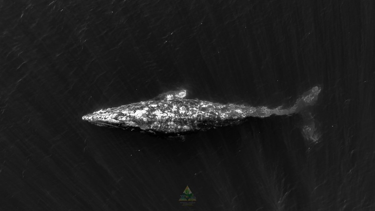 GGerardox2's tweet photo. Más evidencia de avistamiento de ballenas gris y de aleta en el golfo de California. SONORA 🐋❤️ 
https://t.co/ywPxsBoVKR https://t.co/zrBD9pFWp2