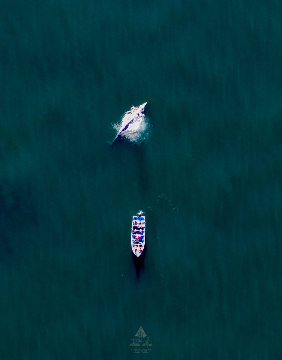 GGerardox2's tweet photo. Más evidencia de avistamiento de ballenas gris y de aleta en el golfo de California. SONORA 🐋❤️ 
https://t.co/ywPxsBoVKR https://t.co/zrBD9pFWp2