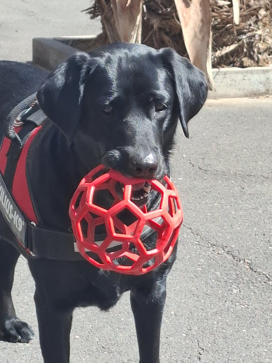 BYKEVXX13Z🌹🖤🇮🇨 tweet media