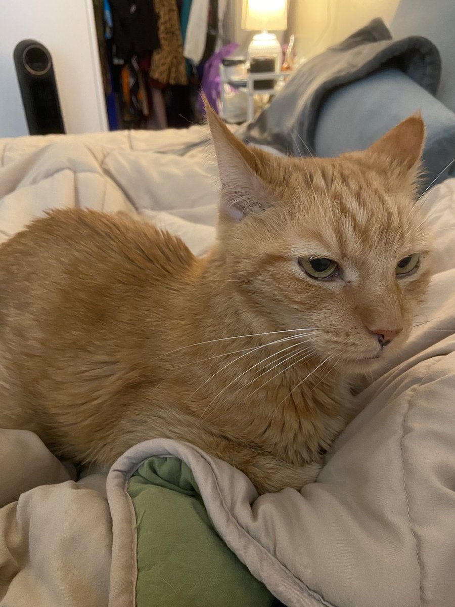 In bed this a.m. due to the arthritis acting up. My loyal buddy Sunny is here to keep me company