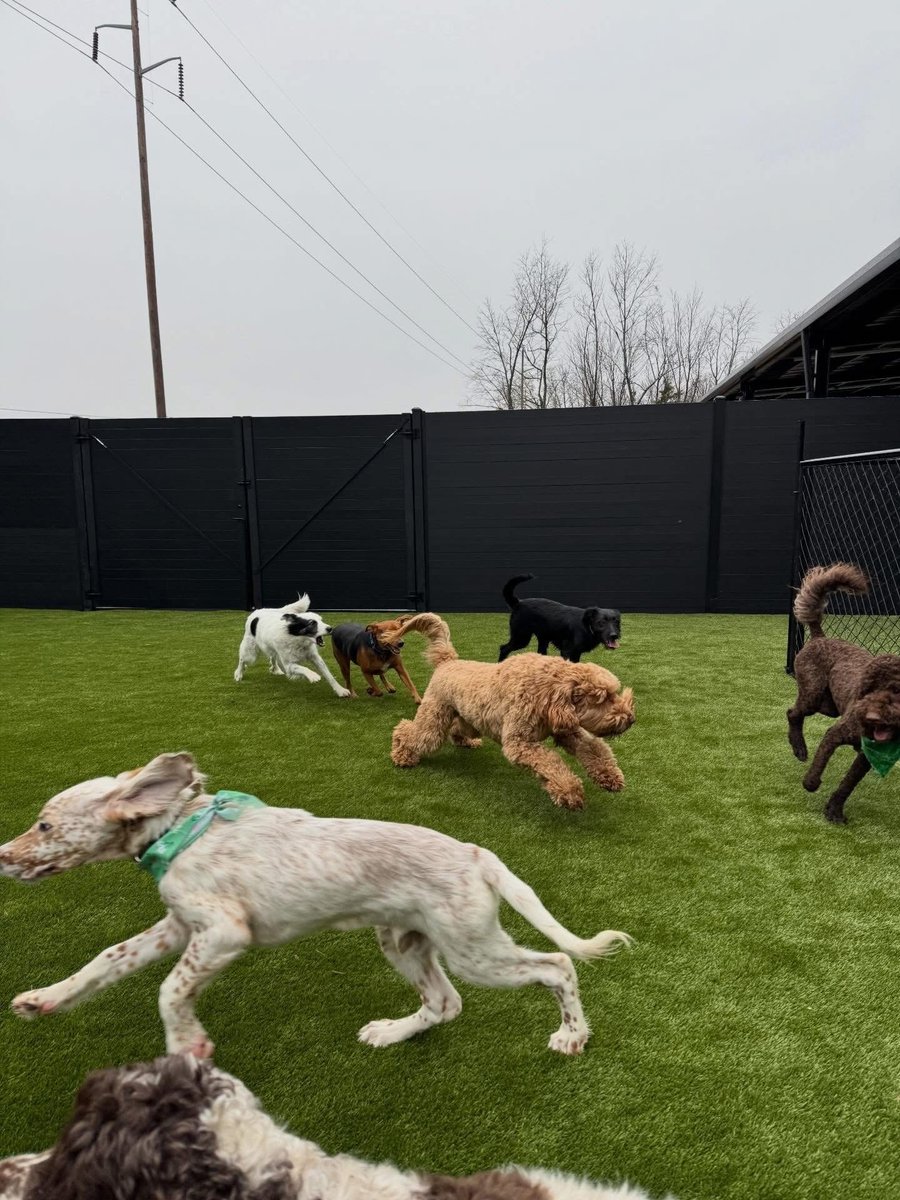 ForeverLawnMO's tweet image. The Bark Yard In Springfield, MO 🐾

Their new addition is finished and ready to accommodate your furry friends!🐶💚

#ForeverLawn #K9Grass #puppyplaytime