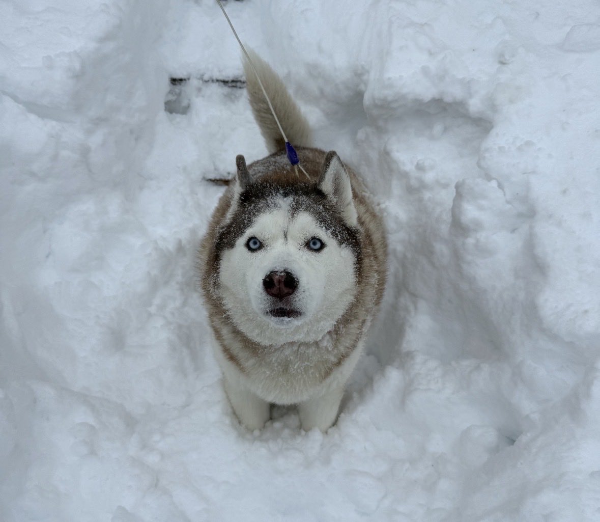 Guidry's Guardian Foundation tweet media