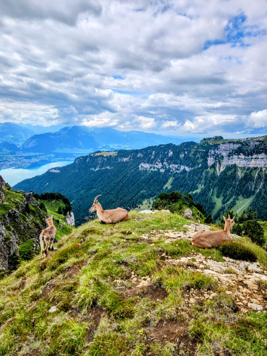 HikingSwitzerland tweet media