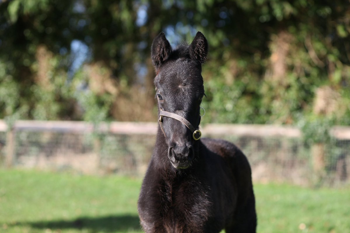 Baroda Stud tweet media