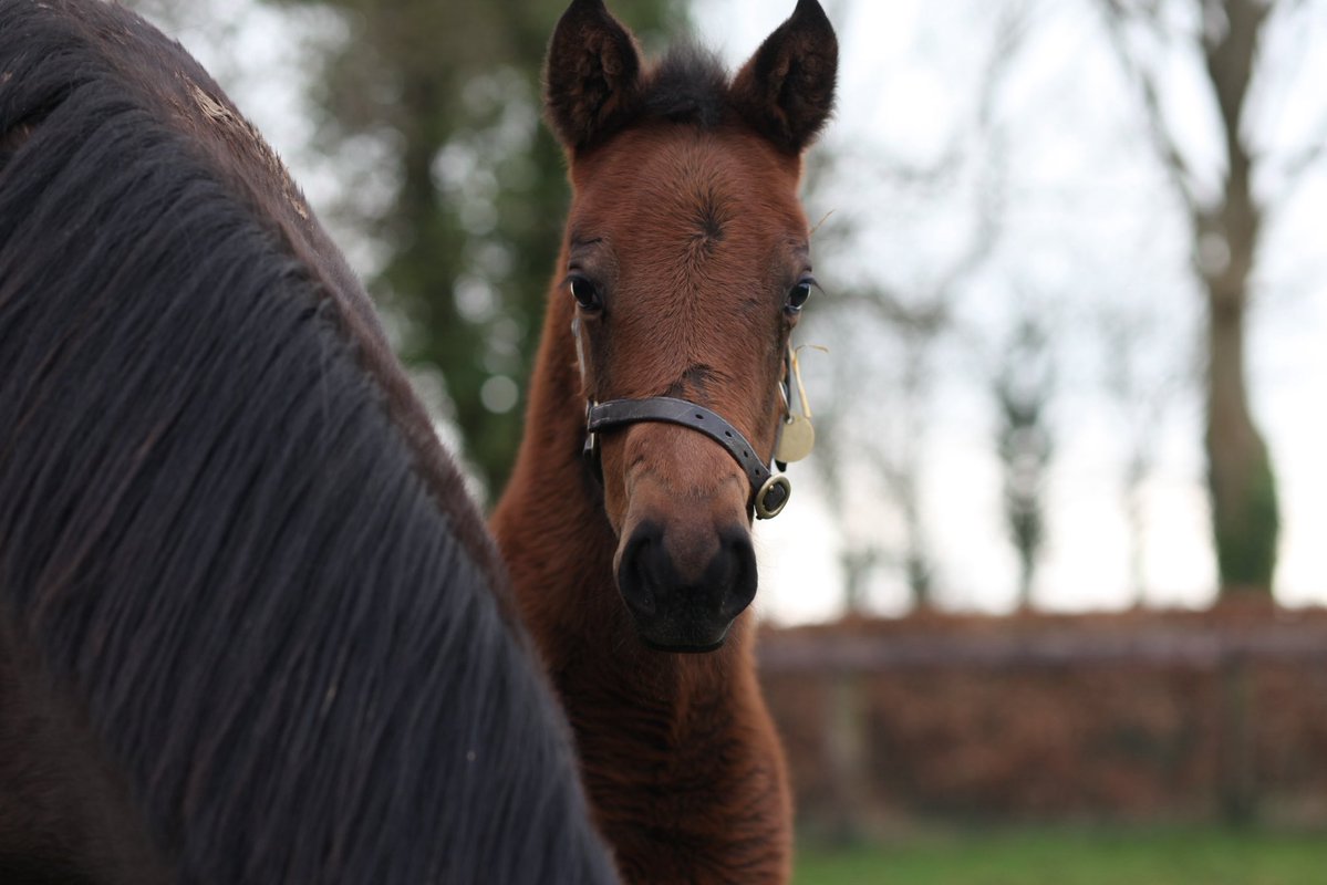 Baroda Stud tweet media