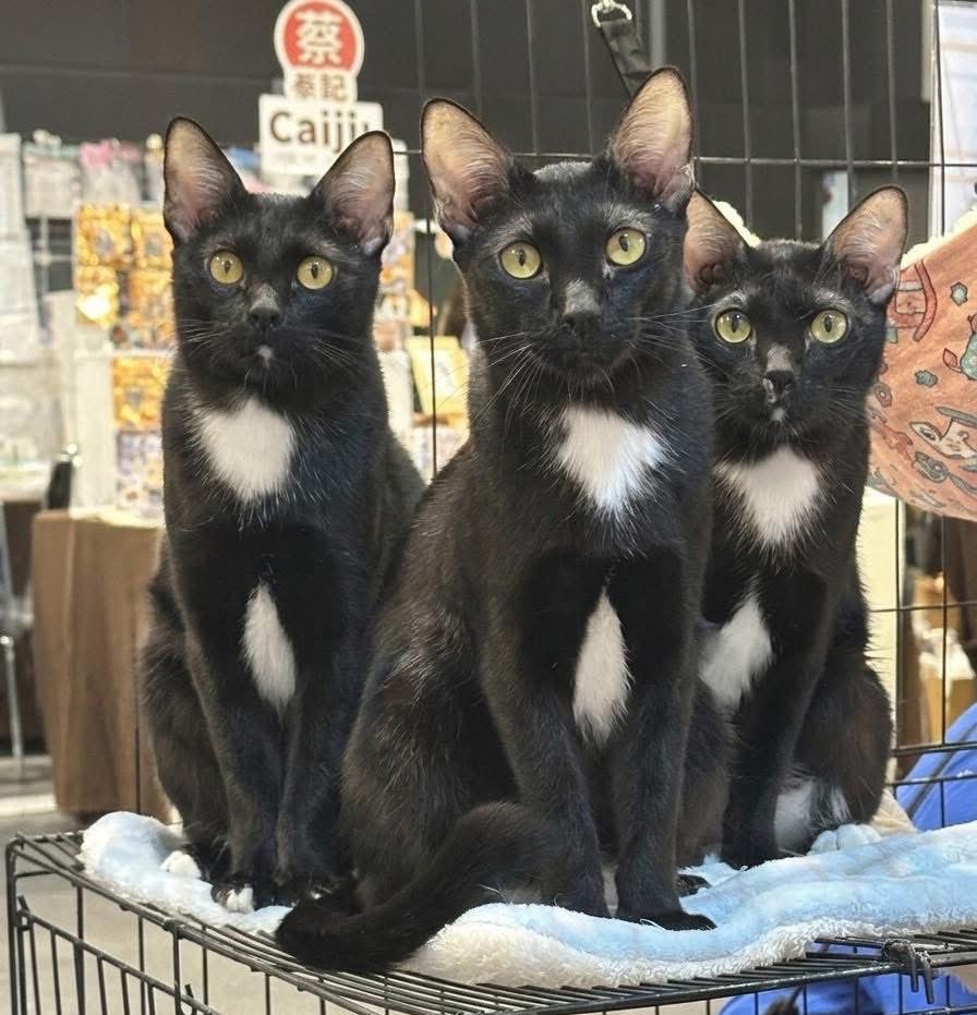 โคลนนิ่งสัตว์มันผิดจริยธรรมไม่ใช่หรอ ทำไมคุณถึง