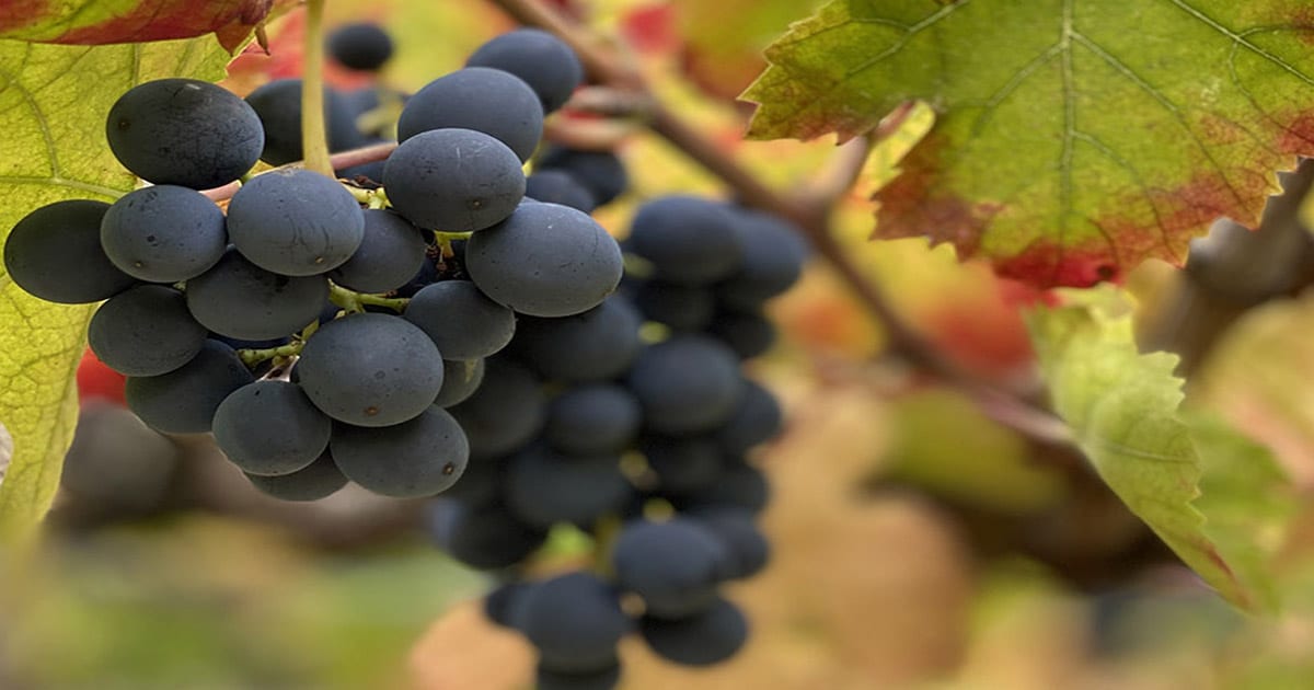 Destination Eat Drink tweet media