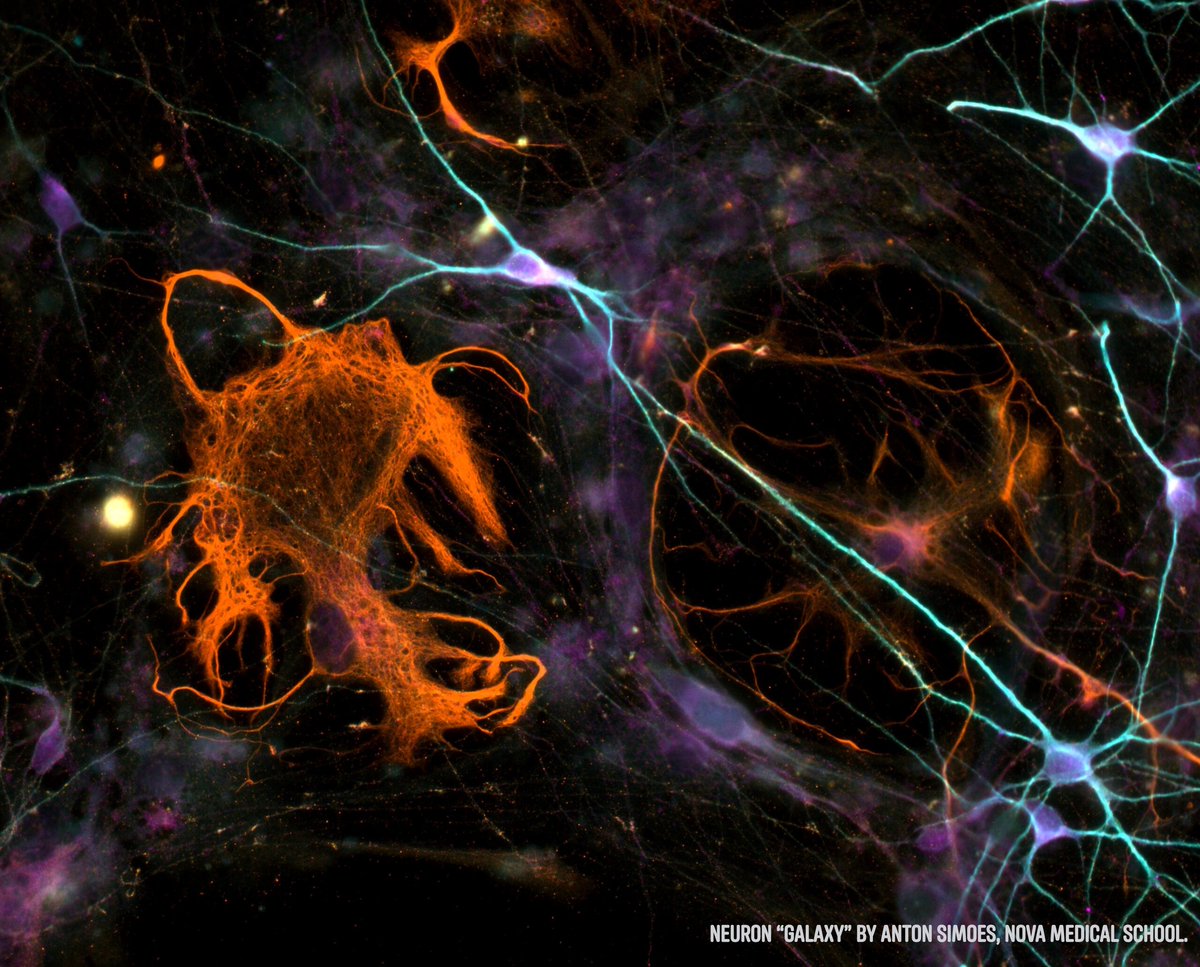 MBF Bioscience tweet media