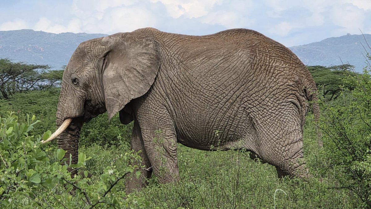 MOHA_made_'s tweet photo. We encountered a herd of elephants at Buffalo Springs. Calm. Powerful. Beautiful.
You feel small watching creatures that have walked this earth for millions of years.
#Wildlife #Safari #BuffaloSprings #Isiolo https://t.co/iHI0IgjWM4