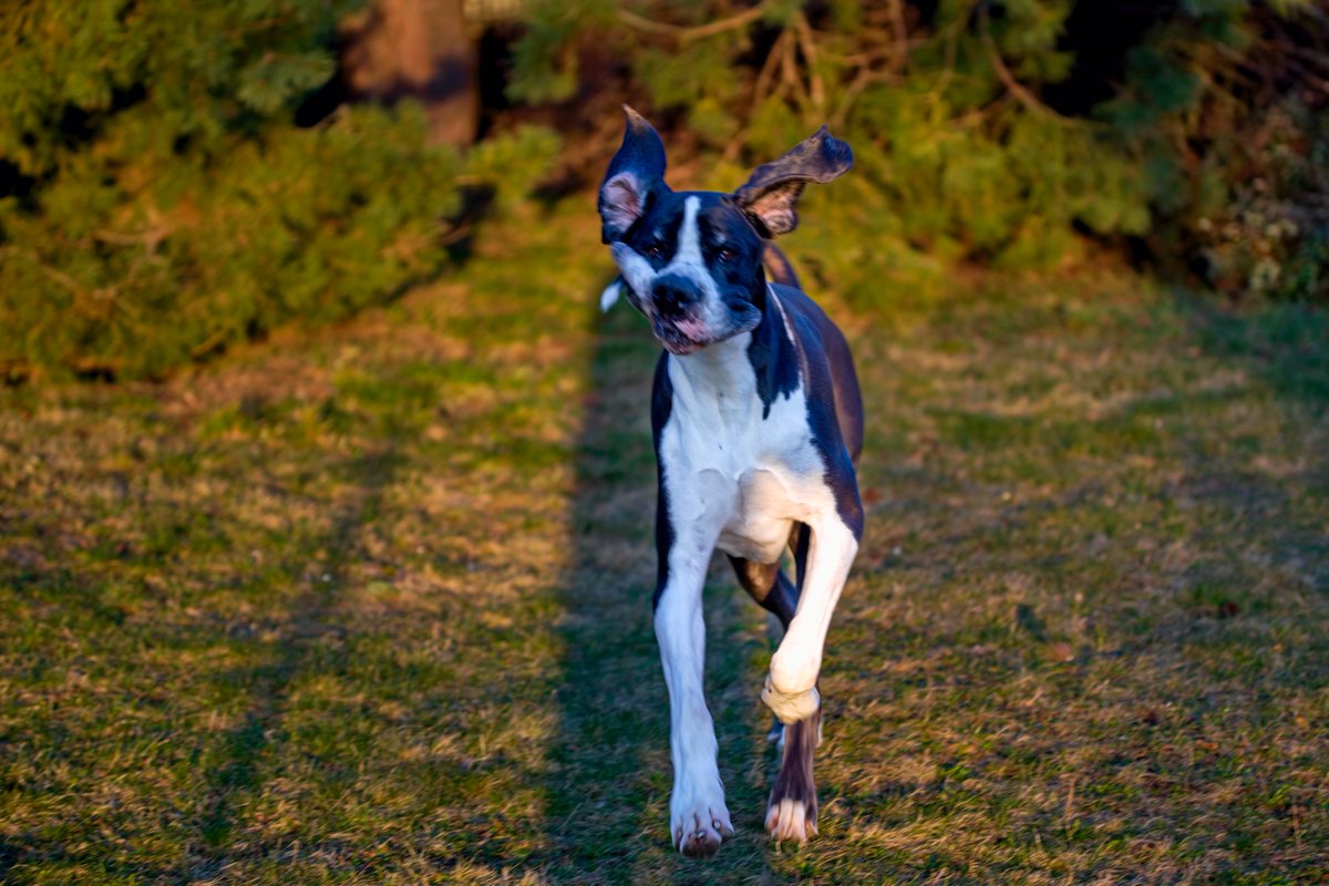 A konečně soudím, že do víkendu lze vběhnout se světáckým úsměvem, trochu nakřivo, ale uši, ty musej bejt pozdvižený