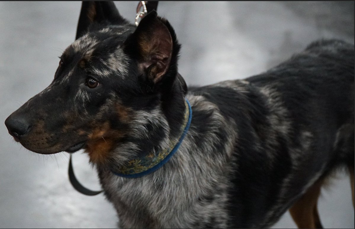 Kristal Hart tweet media