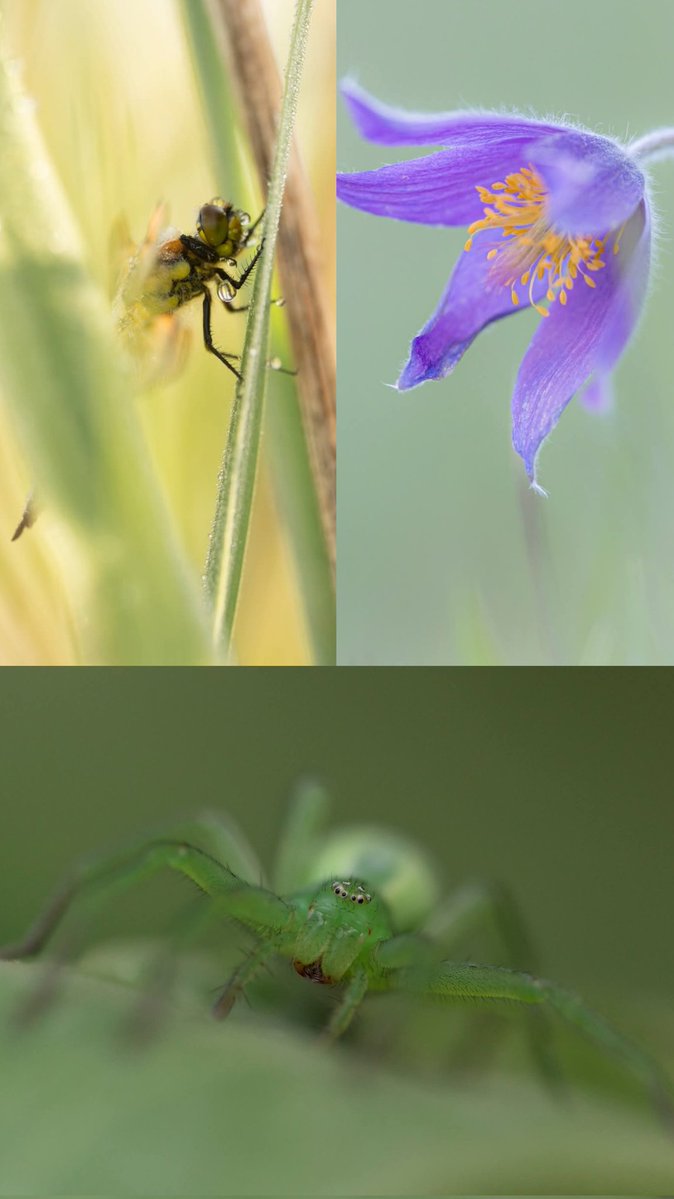 Forgotten Little Creatures tweet media