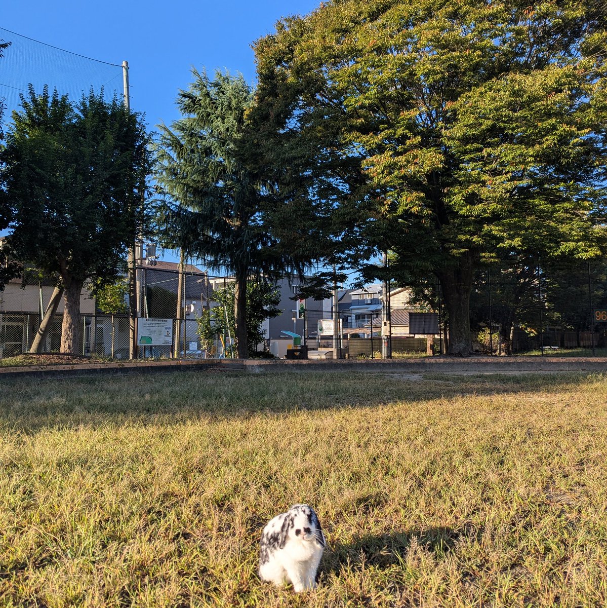 3月6日。腕のなかでうさぎは息を引き取りました。
いつかは来る日だと思っていたけど
、今日だとは思わなかったな。