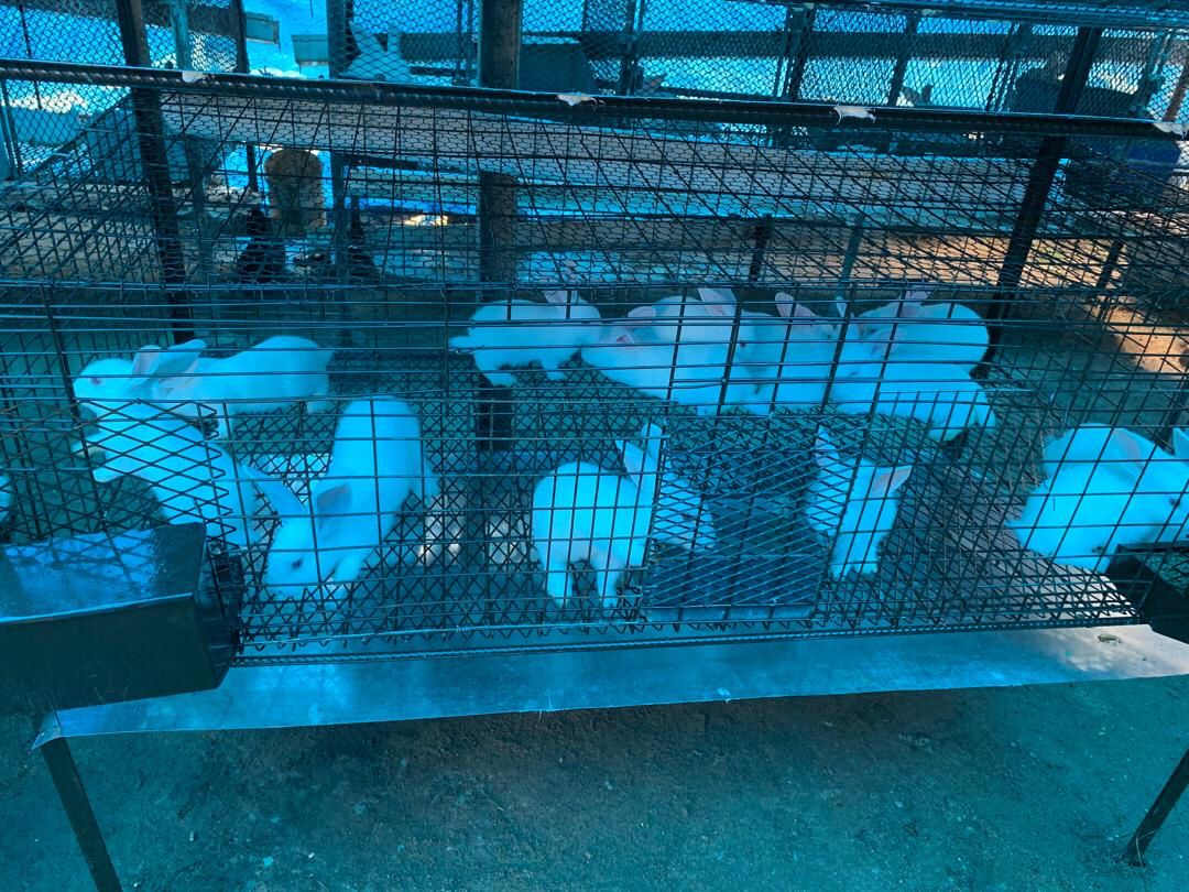 Rabbits are not just livestock.  They are a classroom of life.  Good for young people, Adults &amp; the elderly
#rabbitfarming #HealthyLiving #RabbitMeat