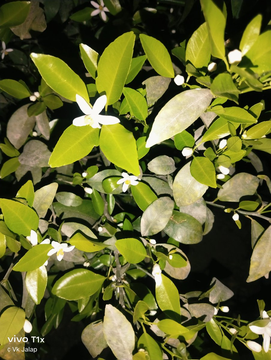 ल्यो जी आज रात तो है नहर के पानी की बारी 😒😒
9.00 pm to 3.00pm 😒 Friday 😏😏
आ जाया करो यार कोई 🫡🫡