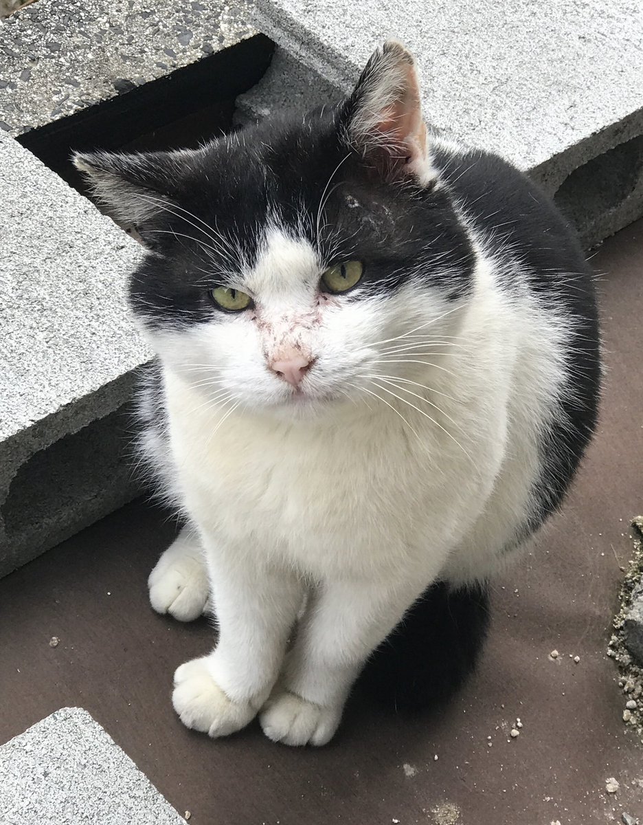 KiwiCat 🥝🐱 LIVE 8PM EST - FFXIV tweet media