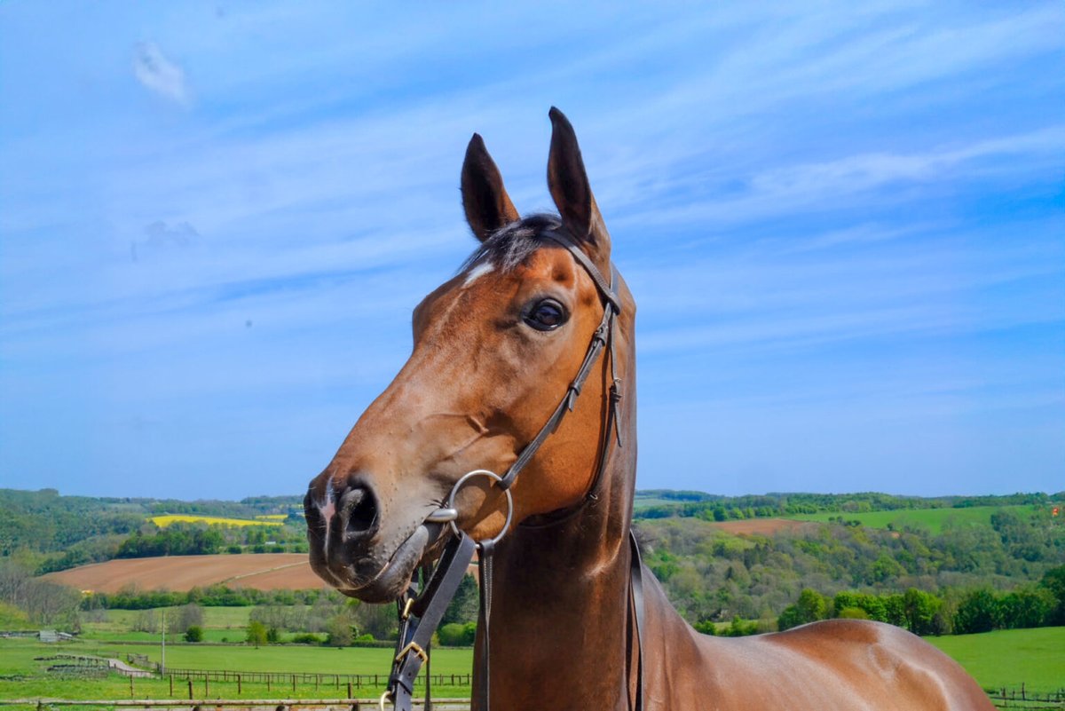 🐴CHELTENHAM FESTIVAL - RACEHORSE GIVEAWAY

🔓We are giving away an ownership share in Jukebox King and Pigeon Forge

1⃣ Follow me and <a href="/Racingclubvip/">Racing Club</a> 
2⃣ Retweet this post
3⃣ The more friends you Tag, the more entries you get!