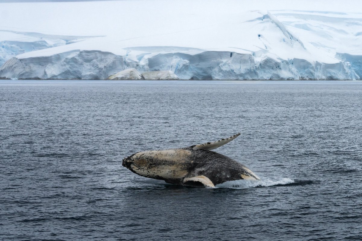 Quark Expeditions tweet media