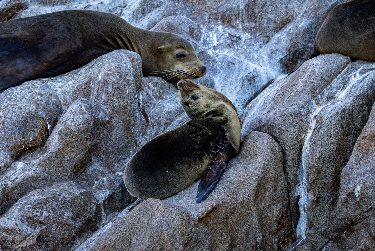 Sea Shepherd US tweet media