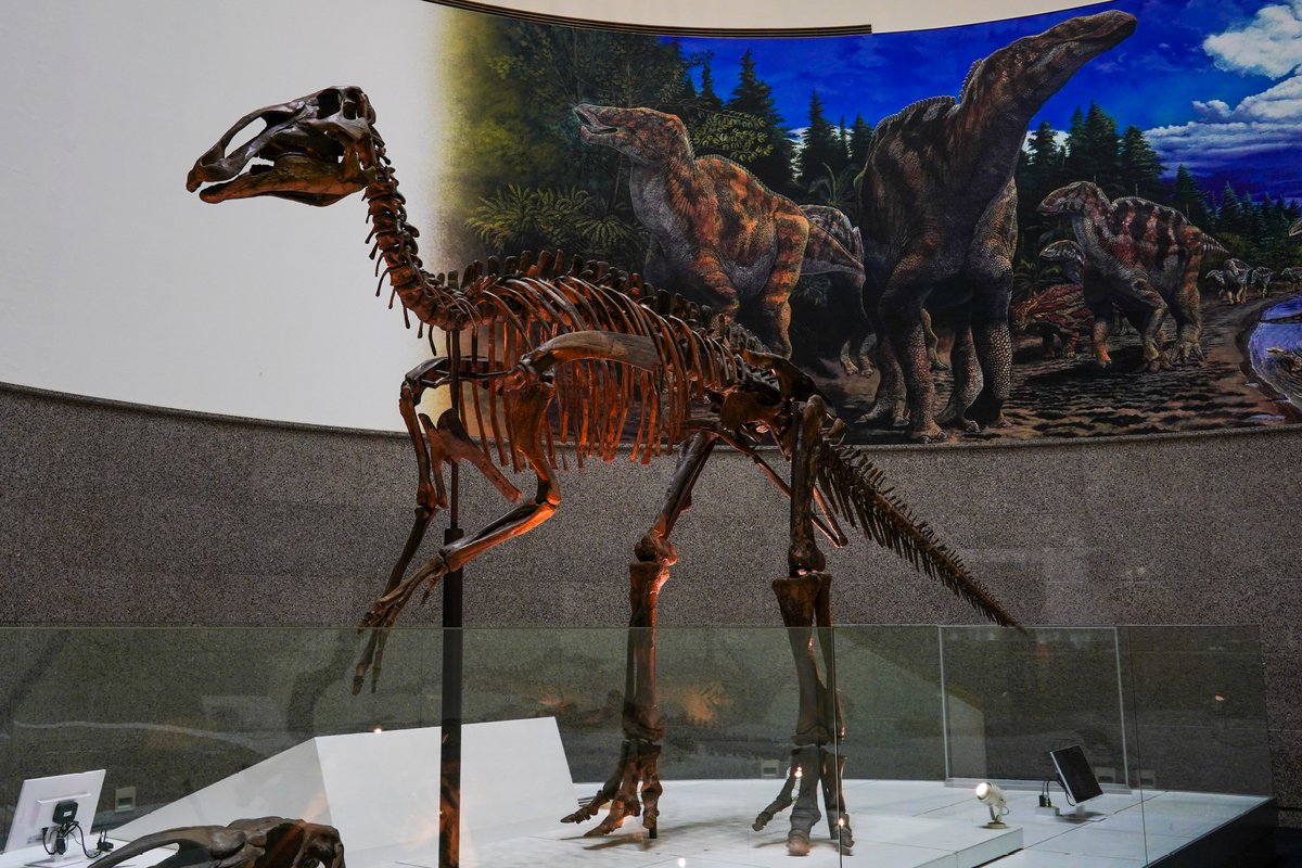 ニッポニテス (@Nipponites_) / Posts / X