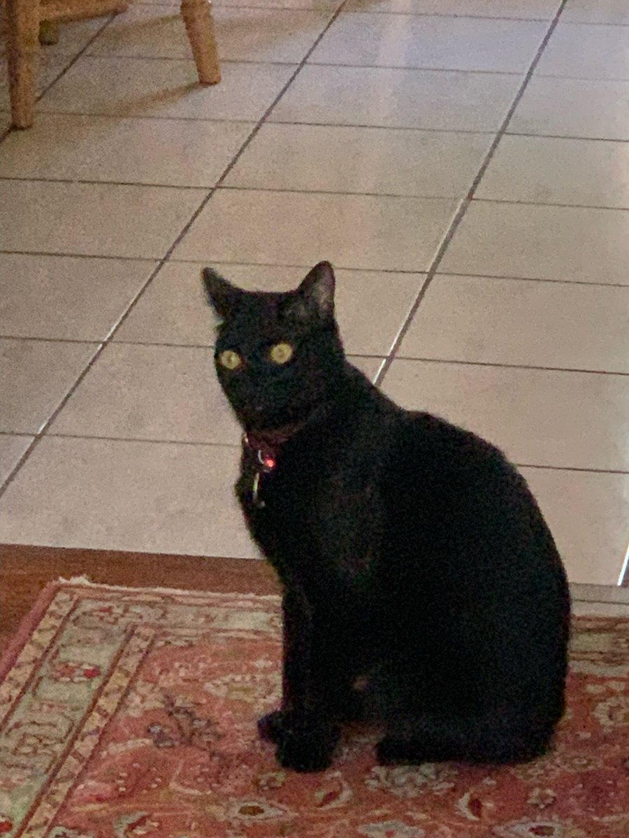 Mimikyu 🕊️ tweet media