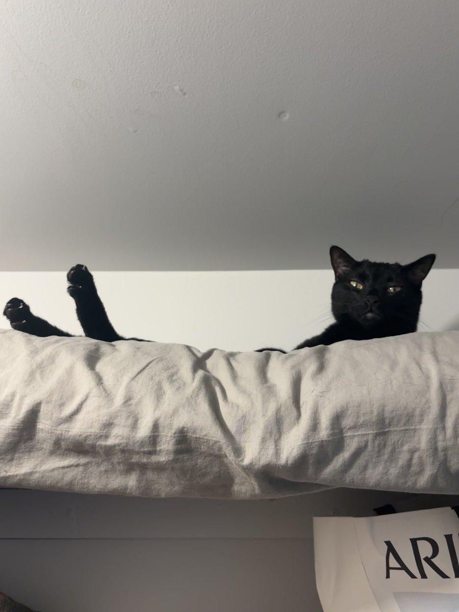 Mimikyu 🕊️ tweet media