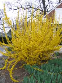 Garden Tip of the Day: The science of Phenology (seasonal indicators) tells us when forsythia blooms it is time for pruning roses and planting peas, onion sets, and lettuce. #gardendc #gardening #gardenhacks