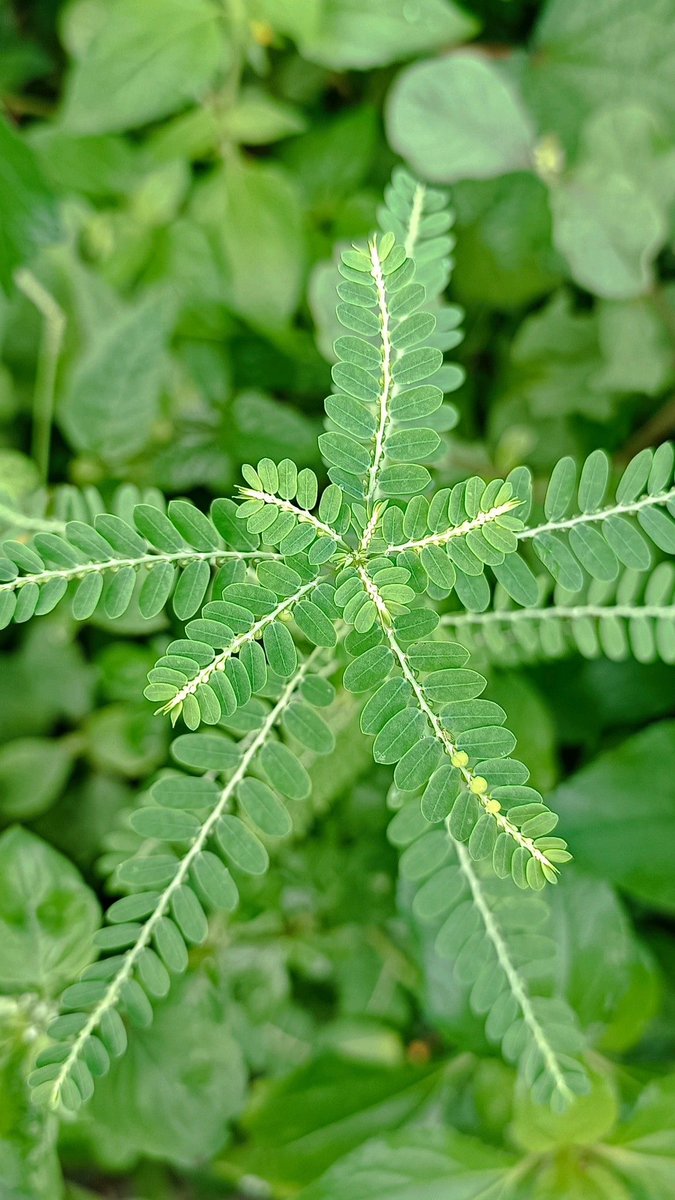 Ola omo Ola tweet media