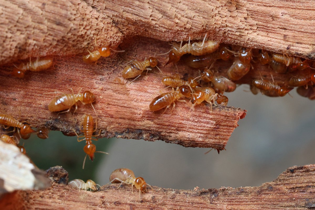 🐜 Fun Fact Friday! 🐜
Did you know termites work 24/7 and can stay hidden for years while causing serious damage to your home? By the time you see signs, damage may already be done 😬

Stay ahead of the damage!
📞 (800) 722-4342 🐜 pacificcoasttermite.com